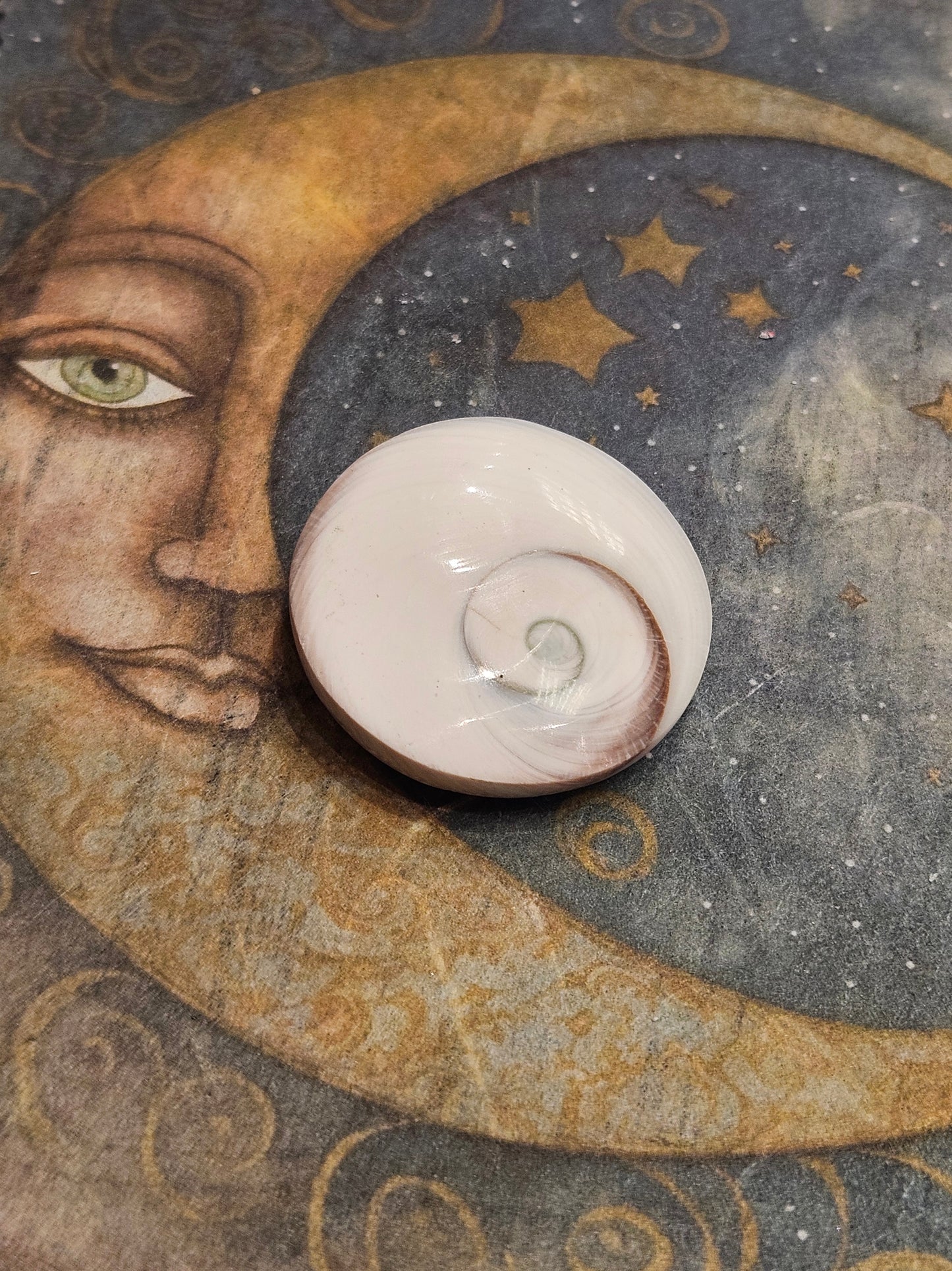 Shiva Shell