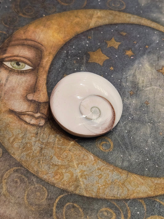 Shiva Shell